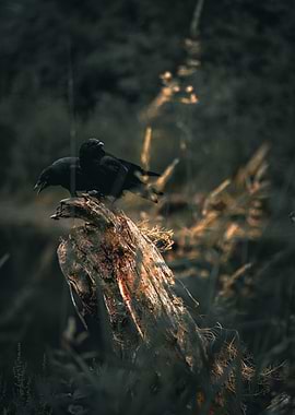 Two Crows on a Tree Stump | Washington