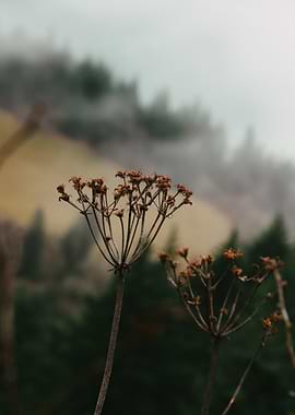 Dried Flowers in Misty Landscape