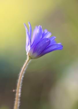 Single Blue Anemone Flower Close-Up
