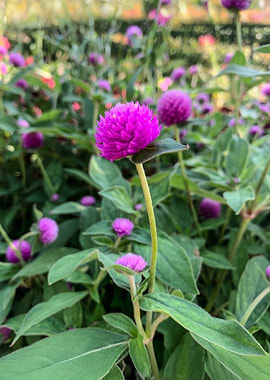 Purple Globe Amaranth Flower Close-Up