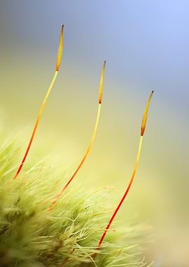 Close-up of Moss with Sporophytes