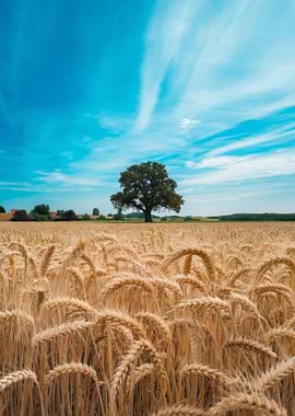 Wheat Field with Tree and Sky