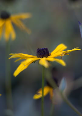 Yellow Rudbeckia Flower Close-Up