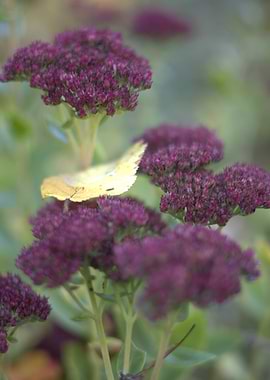 Purple Sedum Flowers with Yellow Leaf