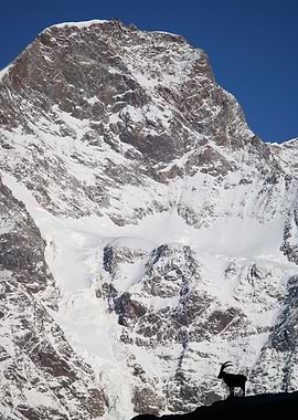Snowy Mountain Peak with Ibex Silhouette
