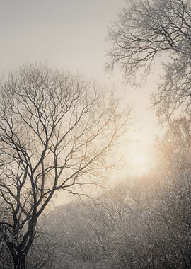 Winter Trees in Foggy Sunlight