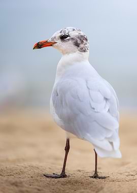 Seagull portrait on the beach