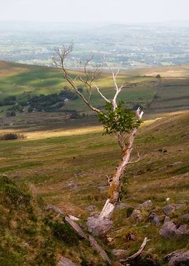 Lone Tree on Hillside Landscape