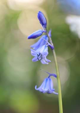 Bluebell Flowers Close-Up