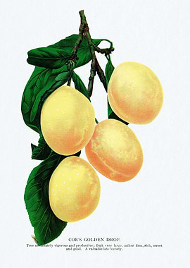 Coe's Golden Drop Plum
