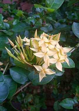 Yellow Ixora Flower Blossom