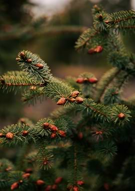 Spruce Tips