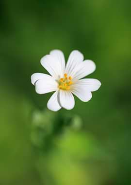 White Flower with Yellow Center