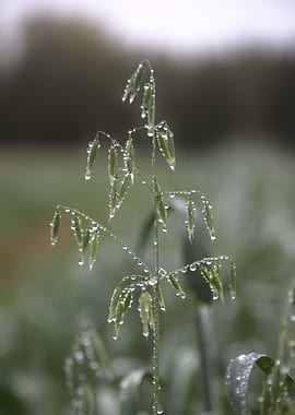 Dew Drops on Oat Plant