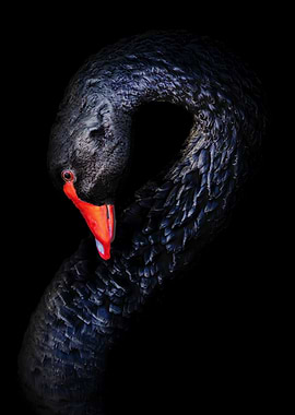 Elegant Black Swan Portrait