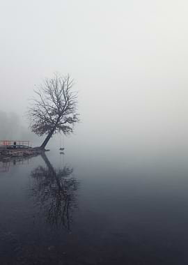 Foggy Lake with Tree and Swing