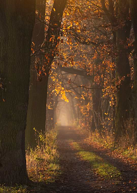 Autumn Path Through Trees