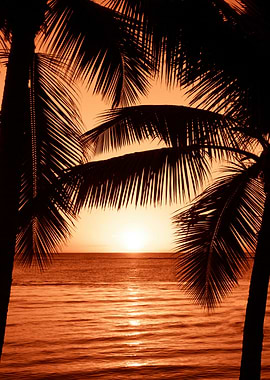 Tropical Sunset with Palm Tree Silhouettes