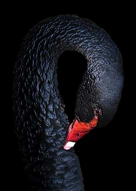 Elegant Black Swan Portrait
