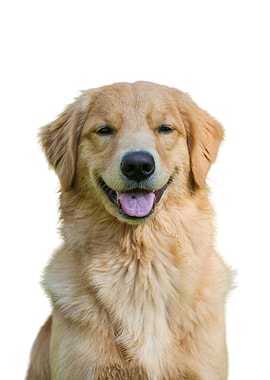 Golden Retriever Portrait