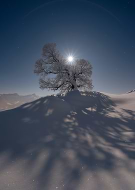 Moonlit Silence – Frosted Tree Under a Starry Sky