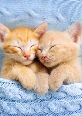 Two Sleeping Kittens in Blue Blanket