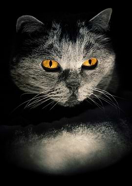 Amber Gaze – Dramatic Cat Portrait in Shadow