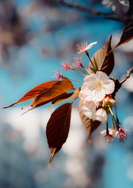 Cherry Blossom Branch