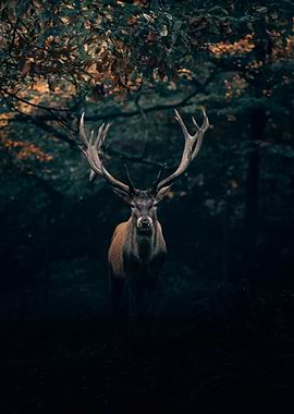 Stag of the Shadows – Enigmatic Deer in Forest Light