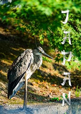 Heron in Japan