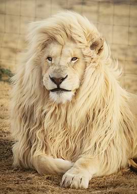 Majestic White Lion Portrait