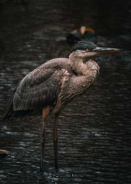 Great Blue Heron in Water
