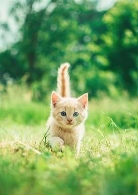 Cute Kitten in Green Grass