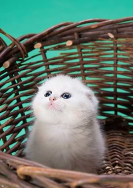 Cute Kitten in Wicker Basket