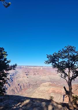 Grand Canyon Blue Sky With Trees