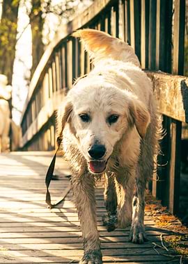 Golden Retriever on Wooden Bridge