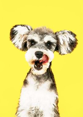 Schnauzer Licking Nose on Yellow Background