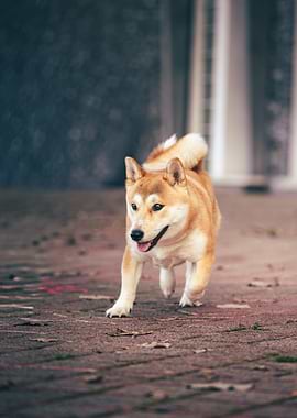 Shiba Inu Dog Running Outdoors