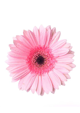 Pink Gerbera Daisy with Water Droplets