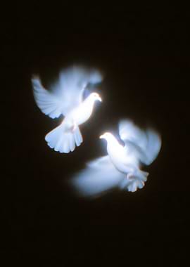 Two White Doves in Flight