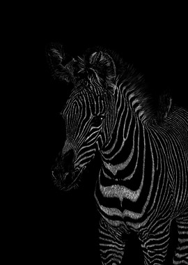 Zebre