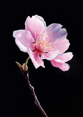 Pink Blossom on Black Background