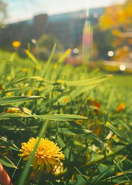 Dandelion in the grass