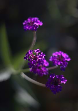 Purple Verbena Flowers Close-Up