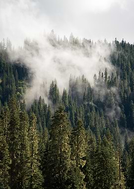 Misty Forest Landscape