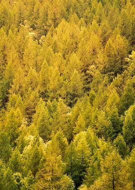Autumn Forest Canopy