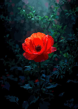 Vibrant Red Poppy in Dark Garden