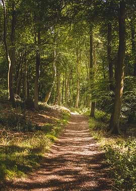 Sunlit Forest Path