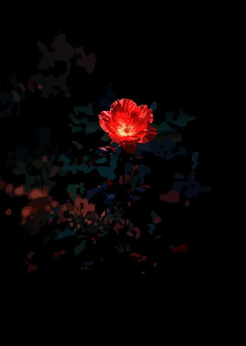Red Flower on Black Background