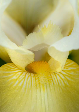 Yellow Iris Flower